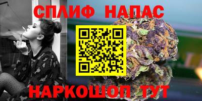 крисы Моздок